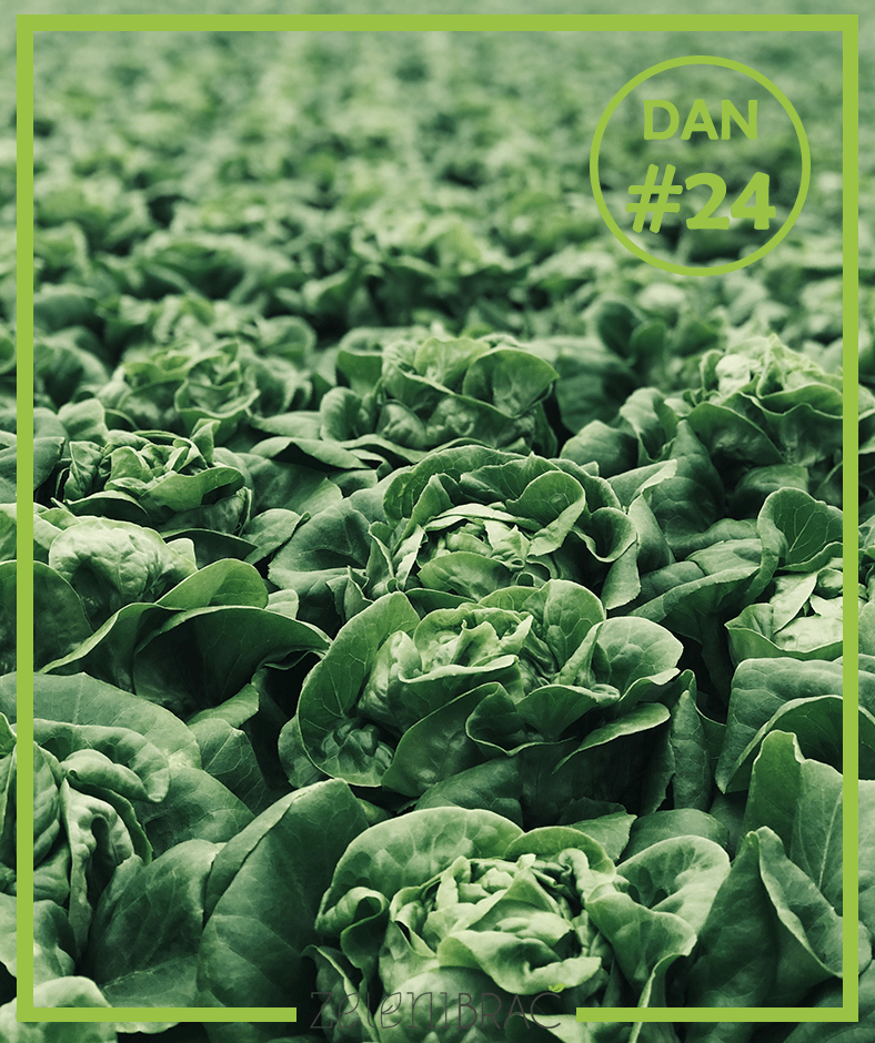 DAY # 24 | EAT MORE PLANTS